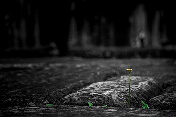 Rock, Flower, Macro, Strength, Force, Stone, Energy, Germination, Power Of Nature HD wallpaper