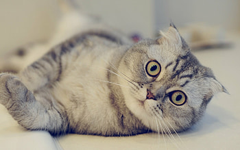 Scottish Fold, Graceful and elegant, Mesmerizing eyes, Fluffy coat HD wallpaper