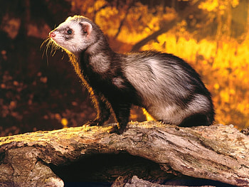 Animals, Ferrets HD wallpaper