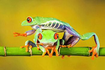 Tree Frogs ( Just passing through ), eyes, nature, frogs, animals HD wallpaper