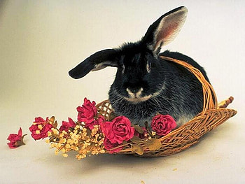 Bunny Basket, bunny, basket, black, roses, red, lovely HD wallpaper