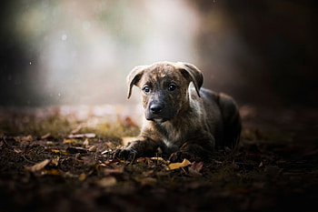 Puppy, dog, animal, pup HD wallpaper