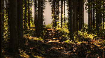 Trees, dirt road, outdoor HD wallpaper
