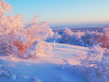 Frozen pink, winter, pink, sunlight, snow, cold, hue HD wallpaper