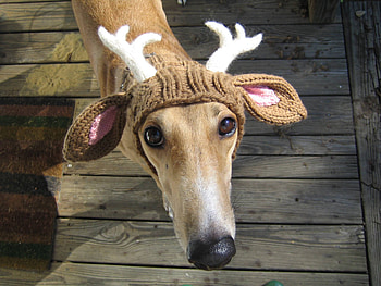 Animals, Dog, Cap, Deer HD wallpaper