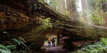 Giant redwoods, Natural wonder, Towering trees, Coastal beauty HD wallpaper