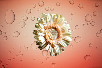 Chromebook Flower , chromebook, computer, stock, behance, drops HD wallpaper