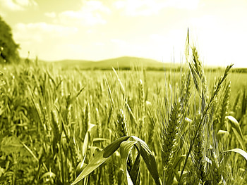 Landscape, Fields HD wallpaper
