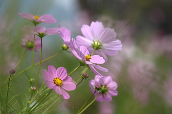 Cosmos, blur, bloom, flowers HD wallpaper