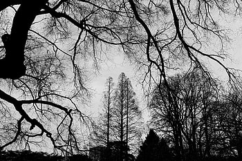 Nature, Trees, Sky, Branches, Bw, Chb HD wallpaper