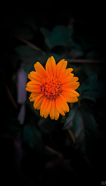 Sunny flower, orange, amoled, nature, sun HD phone wallpaper