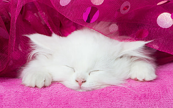 *White Kitten*, tulle, white, sleeping kitten, cat, snout, white kitten, sleeping, sleep HD wallpaper