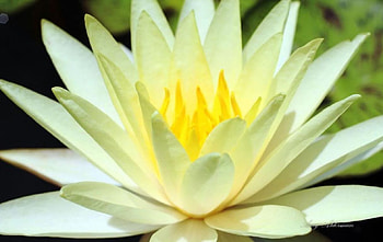 Austin Botanical Garden VI., pastel, softness, graphy, , fowers, spring, lily, summer, abstract, petals, flower, yellow, water lily, close-up, nature, macro HD wallpaper
