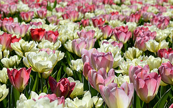 Flowers, Tulips, Flower Bed, Flowerbed, Disbanded, Loose, Sunny HD wallpaper