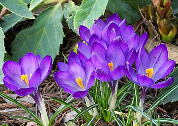 Spring is Coming Soon, crocus, petals, blossoms, garden, Plants HD wallpaper