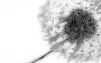 Plants, Dandelions, Objects HD wallpaper