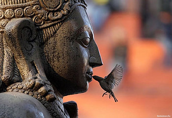 statue and bird, monuments, bird, statue HD wallpaper