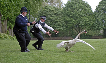 Hot Fuzz, Cinematic masterpiece, Engaging storyline, Visual aesthetics HD wallpaper