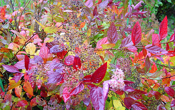 Autumn colors, colors, autumn, leaf, nature, forest HD wallpaper