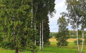 Latvian Landscape, trees, fields, Latvia, birches HD wallpaper