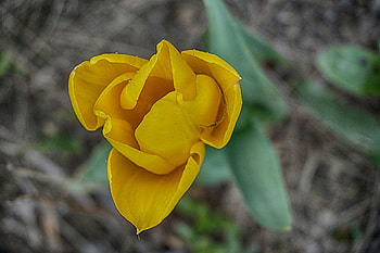 Yellow Tulip, closeup, tulip, petals, yellow, flower, nature HD wallpaper