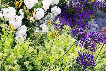 colorful flowers, purple, colorful, white, green, flowers HD wallpaper
