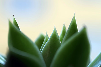 House plant, leaves, close up HD wallpaper