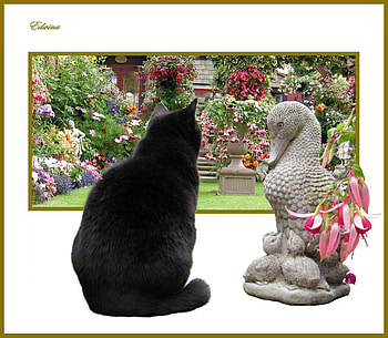 Admiring the View, black cat, view, garden, flowers HD wallpaper
