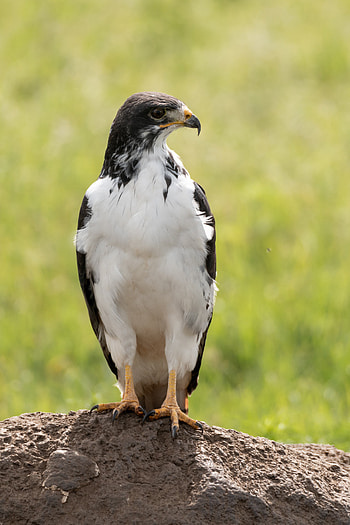 Animals, Rock, Bird, Predator, Stone, Australian Buzzard, Buzzard HD phone wallpaper