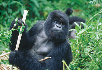Silverback gorilla, Powerful presence, Beautifully captured, Wildlife graphy HD wallpaper