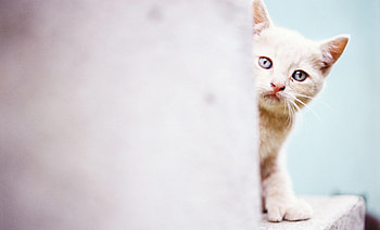 Animals, Light, Cat, Muzzle, Wall, Light Coloured HD wallpaper