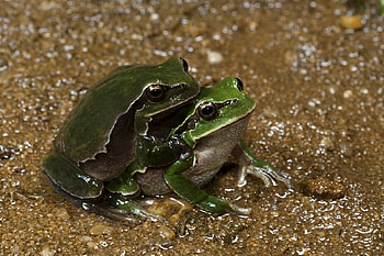 TWO GREEN FROGS, GREEN, FROGS, , TWO HD wallpaper