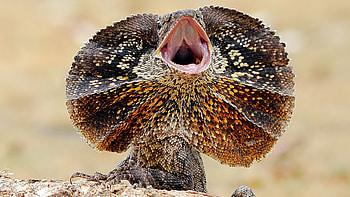 Frill neck dragon, Dragon-like beauty, Reptile wonder, Mythical creature HD wallpaper