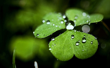 Drops, Plant, Macro, Sheet, Leaf, Form, Dew HD wallpaper