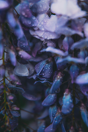 Flowers, Drops, Dew HD phone wallpaper