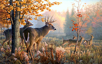 Reindeer, Deer, , Animals HD wallpaper