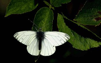 Leaves, Macro, Light, Light Coloured, Butterfly HD wallpaper
