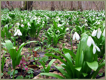 snowdrops, nature, flowers, spring, forest HD wallpaper