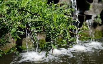 Nature, Water, Branch HD wallpaper