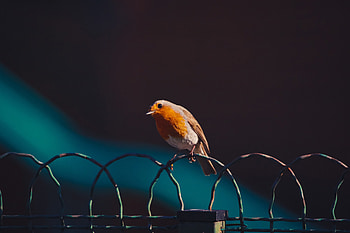 American Robin Bird , birds HD wallpaper