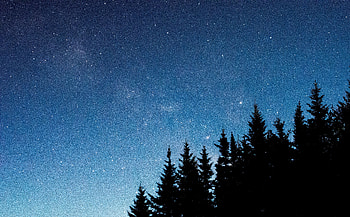 Trees, Night, Dark, Starry Sky, Fir, Spruce HD wallpaper