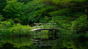 Green Forest, Green, Forest, River, Bridge HD wallpaper