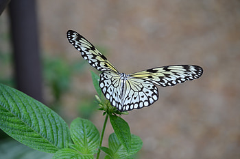 Plant, Macro, Butterfly, Wings, Wave, Sweep HD wallpaper
