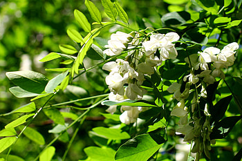 Blossoming acacia, Flowers of acacia wood, Tree's grace, Nature's artwork HD wallpaper