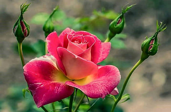 Single Rose With Buds, graphy, floral, beautiful, romance, beauty, wide screen, flower, love, , Rose HD wallpaper