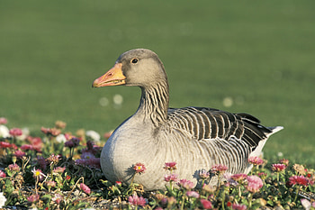 Animals, Flowers, Bird, Goose HD wallpaper