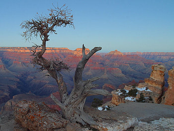 GRAND CANYON, canyon, nature, graph, tree, mountain HD wallpaper