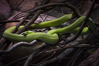 Emerald Tree Boa, snake, animals HD wallpaper
