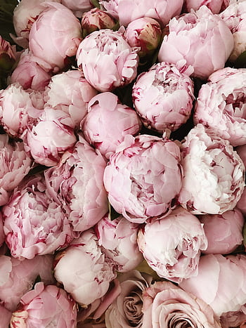 A beautiful arrangement of pink peonies perfect for weddings and romantic occasions. HD phone wallpaper