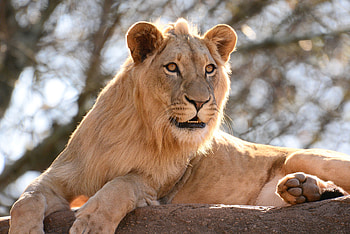 Animals, Rock, Lion, Big Cat, Stone, King Of Beasts, King Of The Beasts HD wallpaper